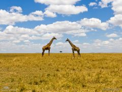 Tapeta National Geographic 739.jpg